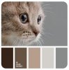 color-palette-cat.jpg