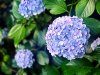 hydrangea-2404802_640.jpg