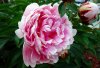 peony-3424362_640.jpg