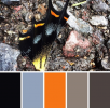 _Screenshot_2021-02-11 Maggie Alvarez on Instagram “#butterfly #wings #color #palette #palette...png