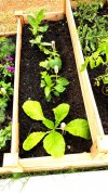 close-up-of-planter-box.jpg