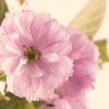 bjm_cherryBlossoms.jpg