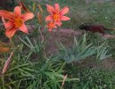 IMG_20210707.jpg