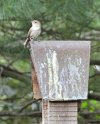 house-wren_sm.jpg