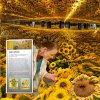 Van-Gogh-sunflowers-1.jpg