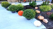 mums-and-pumpkins.jpg