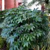 Japanese_Aralia_BB_4_940x.jpeg