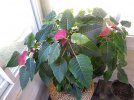 poinsettia_20211108.jpg