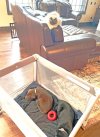 puppies-in-packnplay.jpg
