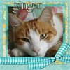 ginger.jpg