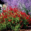 Salvia-Furmans-Red2.jpg