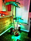 Palm-Tree.jpg
