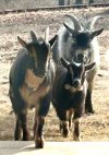 goats-resized.jpg