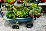 Plant-Buggy-500.jpg