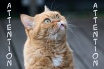 cat-4098058_640-attention.jpg