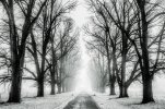 winter-trees-web.jpg