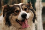dog-4659626_640.jpg