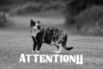 AttentionCat.jpg