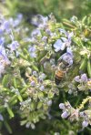bee2.jpg
