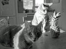 IMG_9501EDITweb.jpg