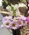 Day 4 Bloom.jpg