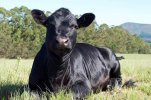 Aberdeen-Angus-cattle-resting_Catherine-Eckert_Shutterstock.jpg