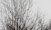 trees-detail.jpg