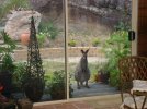 Hello. Anyone there. Josie at the back door - early 2008.jpg