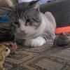 apollowithtoads.jpg