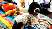 IMG_8991Daisy-and-Sam-web.jpg