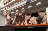thumbnail_IMG_6939.jpg