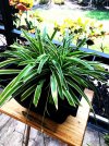 spider-plant-before.jpg