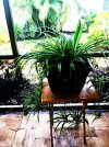 spider-plant-after.jpg