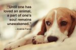 pet-loss-quotes-8-1024x683.jpg