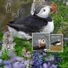 nancyr_2024Jul5-Alive-puffin-web.jpg