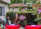 hummingbird1.jpg