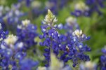 bluebonnets-2433508_1280-web.jpg