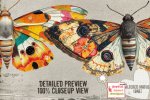 jhd-alteredmoths1-details3.jpg