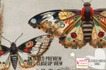 jhd-alteredmoths1-details5.jpg