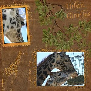 Urban Giraffes