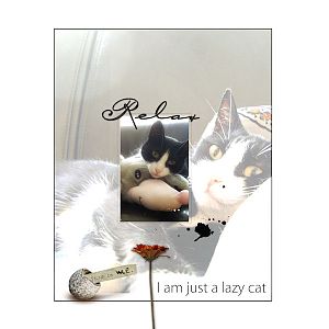 Lazy cat