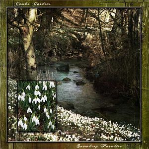 Snowdrops