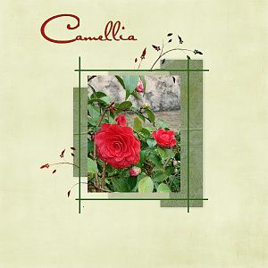 Camellia