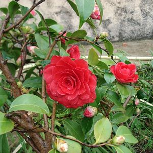 Camellia