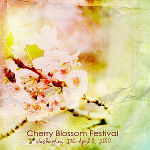 Cherry Blossom Festival 2010