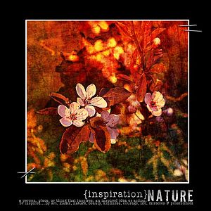 inspiration - Nature