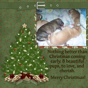 Merry Christmas - Puppy Style