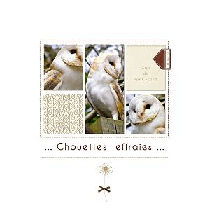 Chouettes
