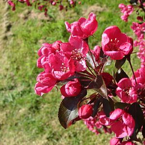 bokeh- crabapple