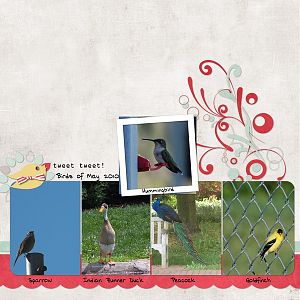 Birds of May